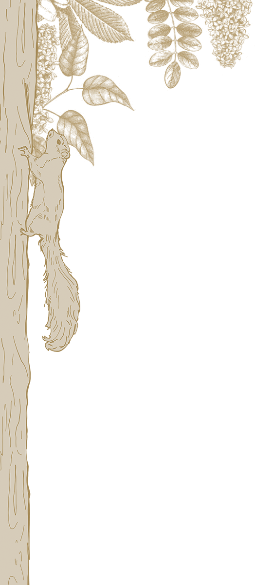 松鼠
